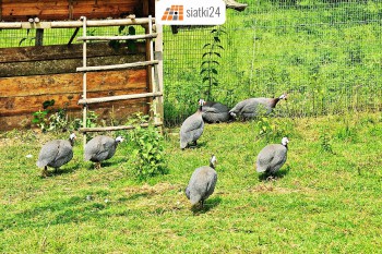 Malbork Siatki przeciw ptakom - Zabezpieczenie przed drapieżnymi ptakami Sklep Malbork
